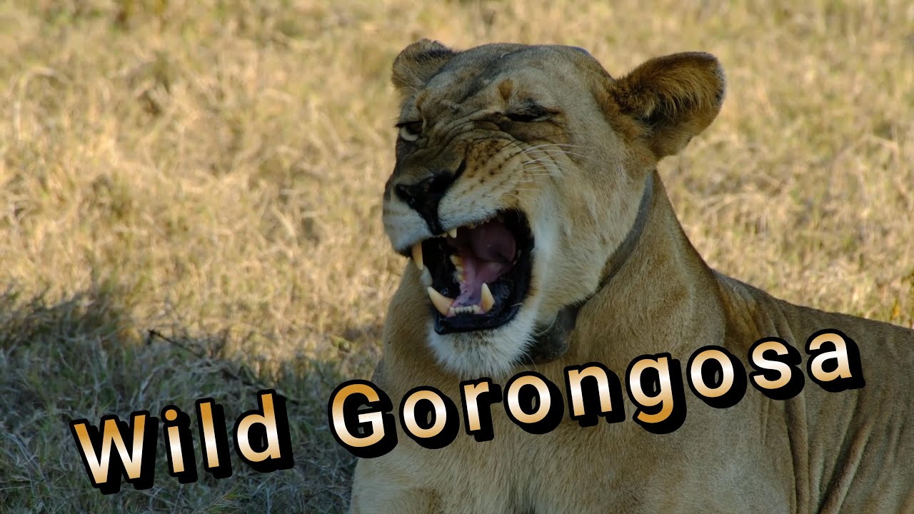Parque Nacional da Gorongosa (Viagem Tete Muxungue)