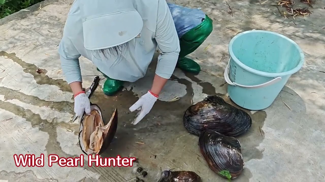 unimaginable. Rare giant mussels, I harvested golden pearls