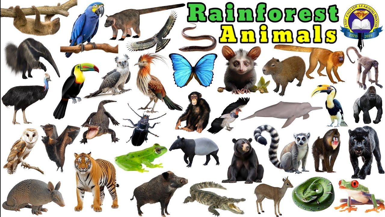 Rainforest Animals Pictures And Sounds | Rainforest Animals Name | Easy English Learning Process