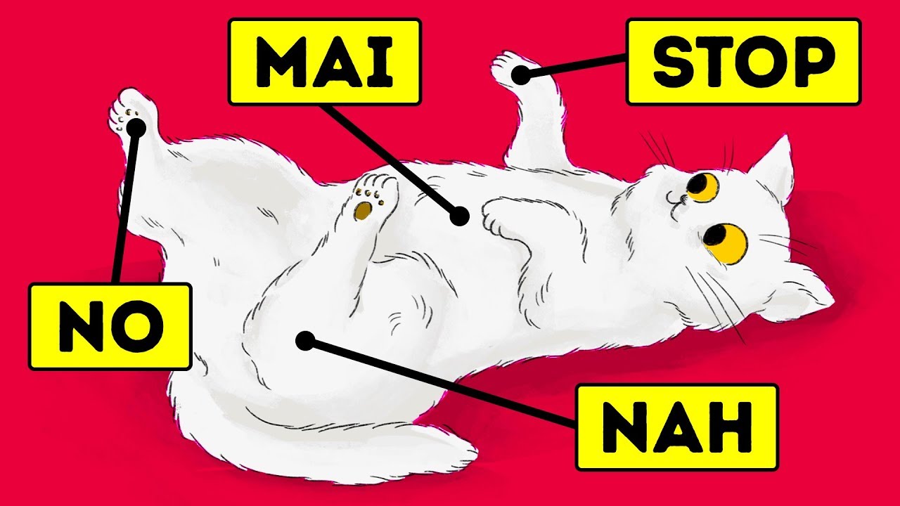 Un Gatto Confessa 15 Cose che Non gli Piacciono di Te