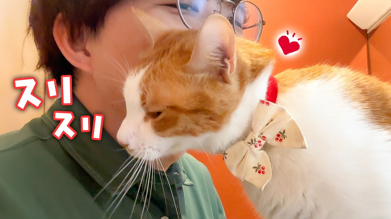寝起きからずっと飼い主の顔にスリスリが止まらなくなった猫が可愛すぎました…。