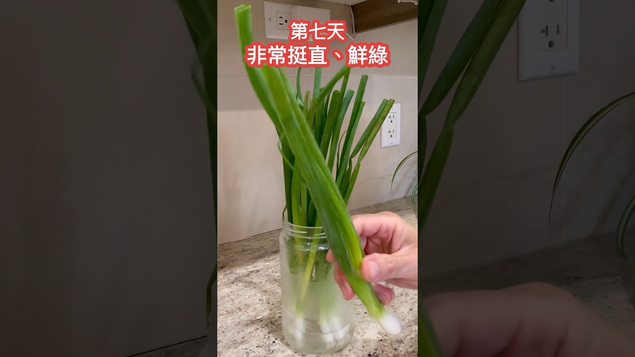 延長青蔥保鮮期的方法  #青蔥 #香草 #青蔥怎麼保存 #青蔥怎么保存  #香葱 #葱 #香蔥 #蔥怎麼保存 #葱怎么保存 #蔥的保存法 #shorts #青蔥水培 #水培青蔥 #￼青蔥儲存方法
