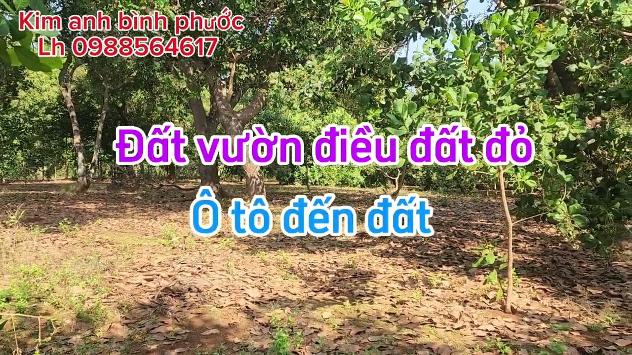 Bán đất vườn điều dt 5 ha 3 giá 1ty100trieu 1ha xã nghĩa trung bù đăng bình phước Lh 0988564617