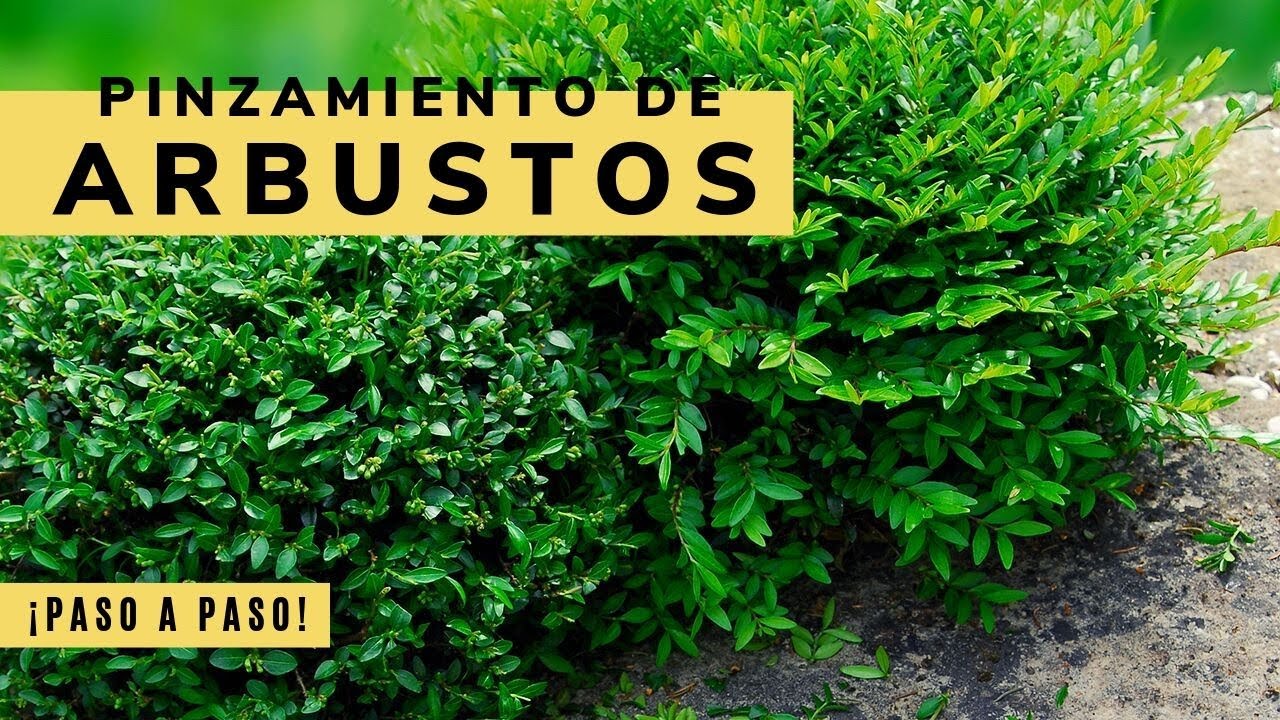 Pinzamiento de arbustos de hoja persistente - Bricomanía - Jardinatis