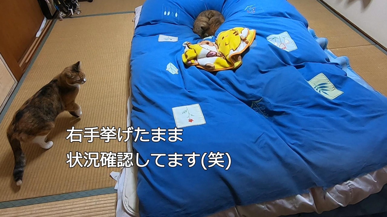 父と一緒に布団で寝たい娘猫の何気ない夜の様子