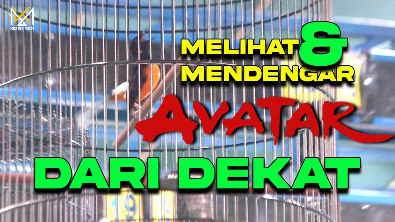 Murai Batu AVATAR Tiket Utama 6,6Juta Piala Masterpiece 3