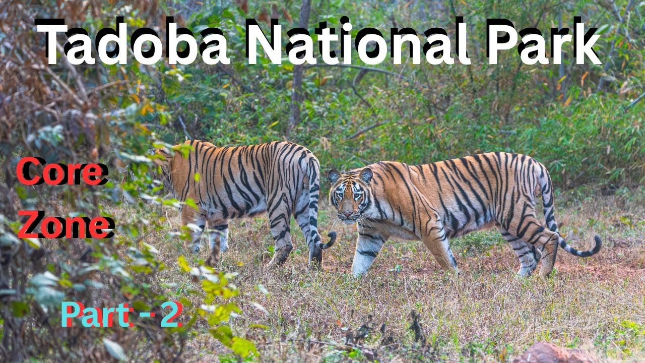Tadoba National Park | Tadoba Core Zone | Mohorli Range