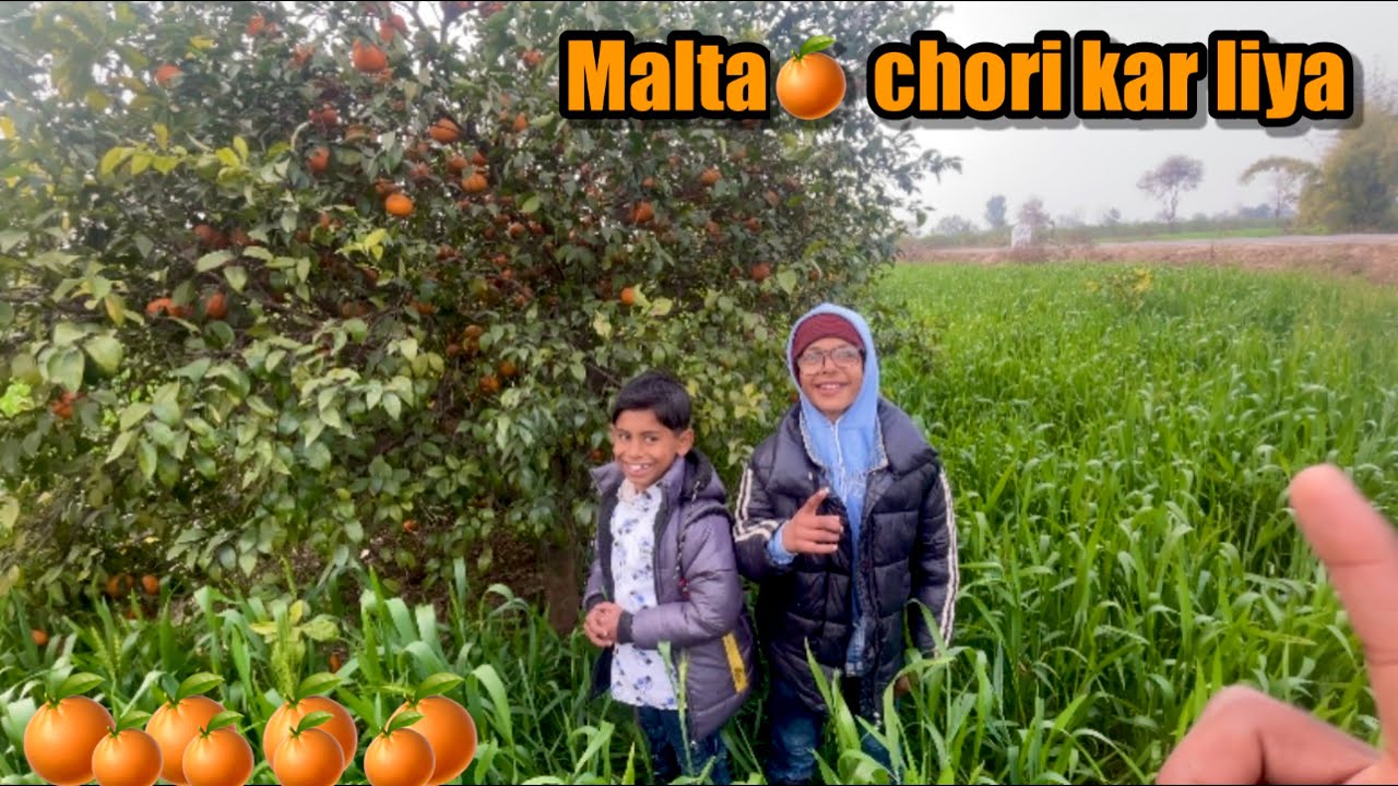 Malta 🍊🍊Chori kar liya 😂 // MajidGondal 