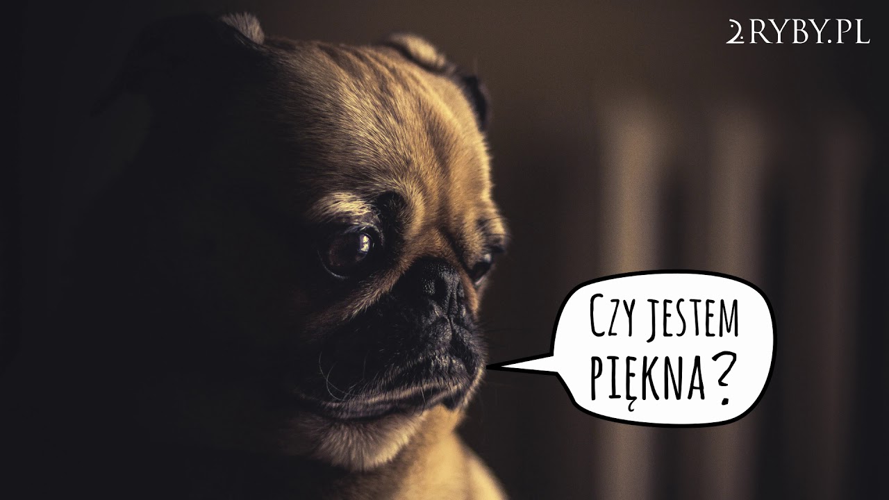 Pawlukiewicz | Problem z czystością - problem z tożsamością
