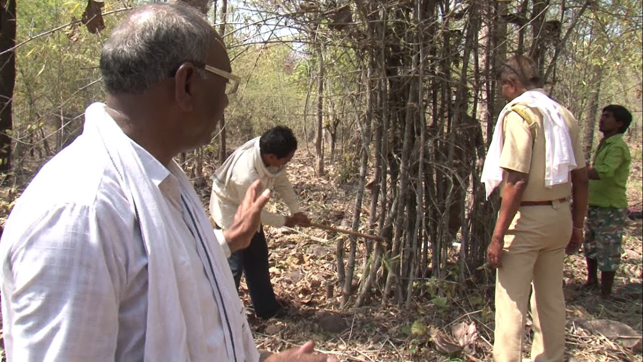 Harvesting of bamboo (बांबूची कापणी)