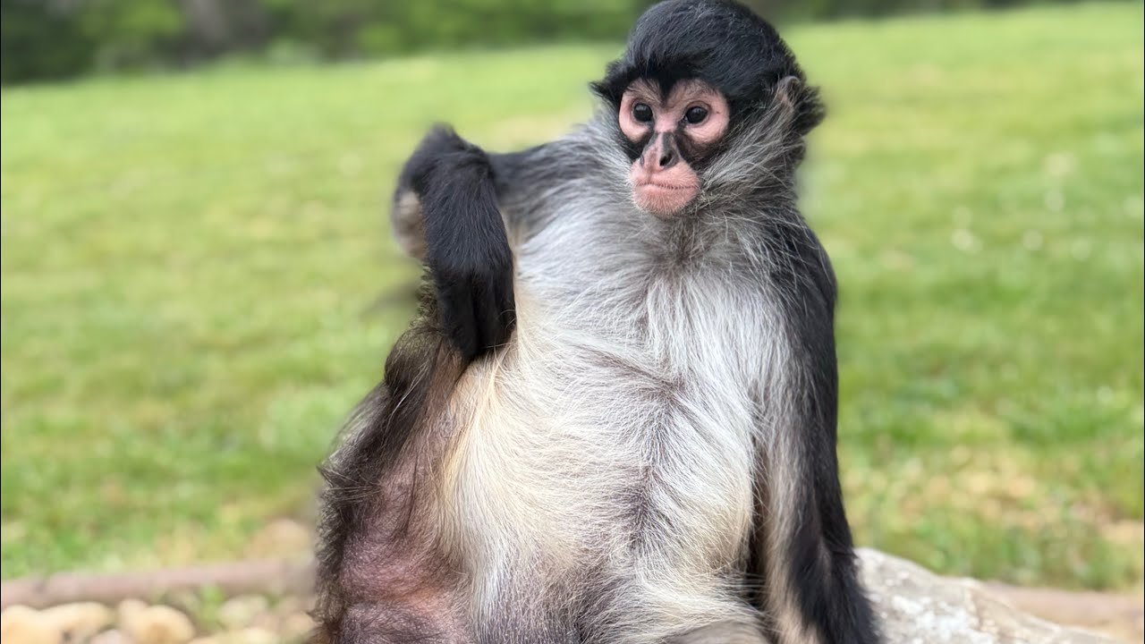 Live from 4-29-25 monkey time 🐒