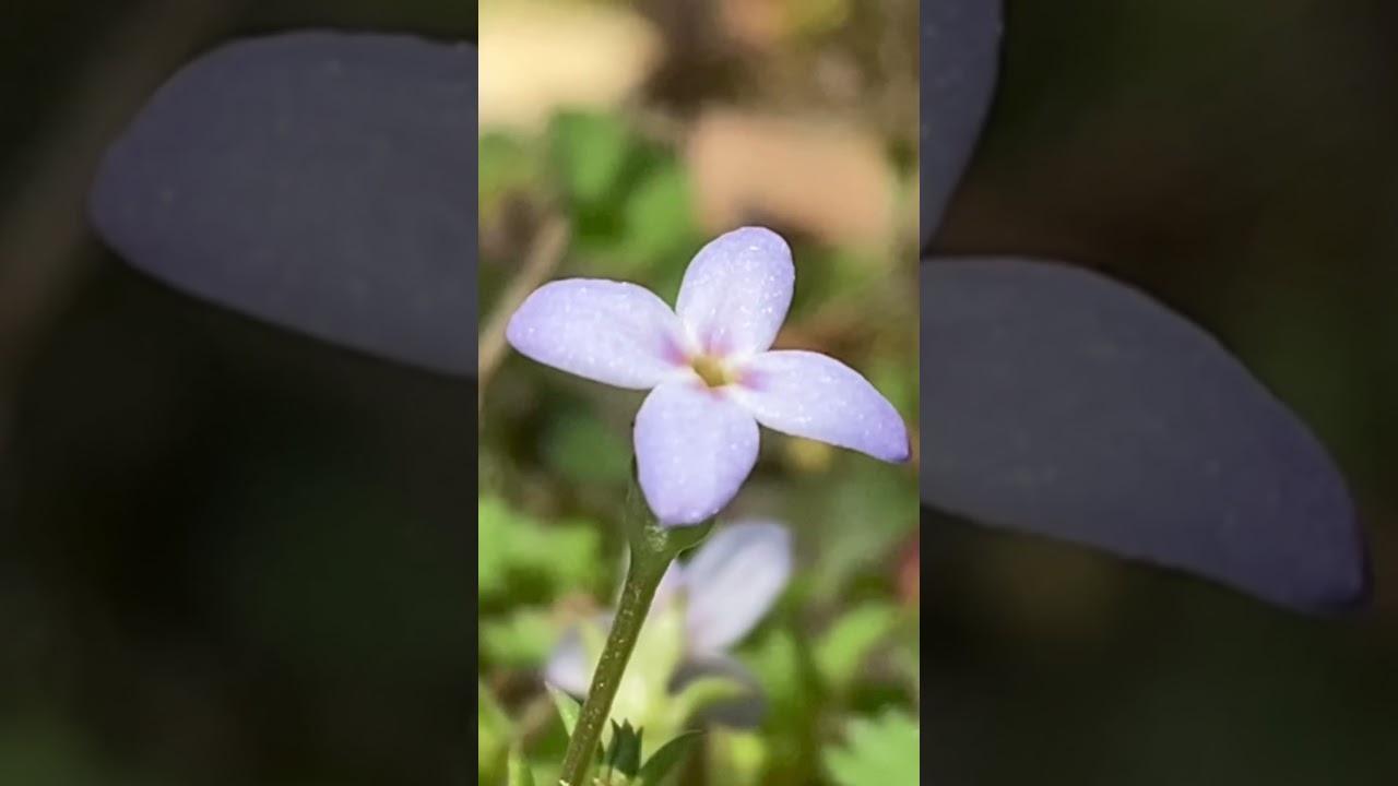 Nature ASMR #fyp #nature #flowers #birds #spring #asmr #asmrnature #beautiful #monday #relaxing