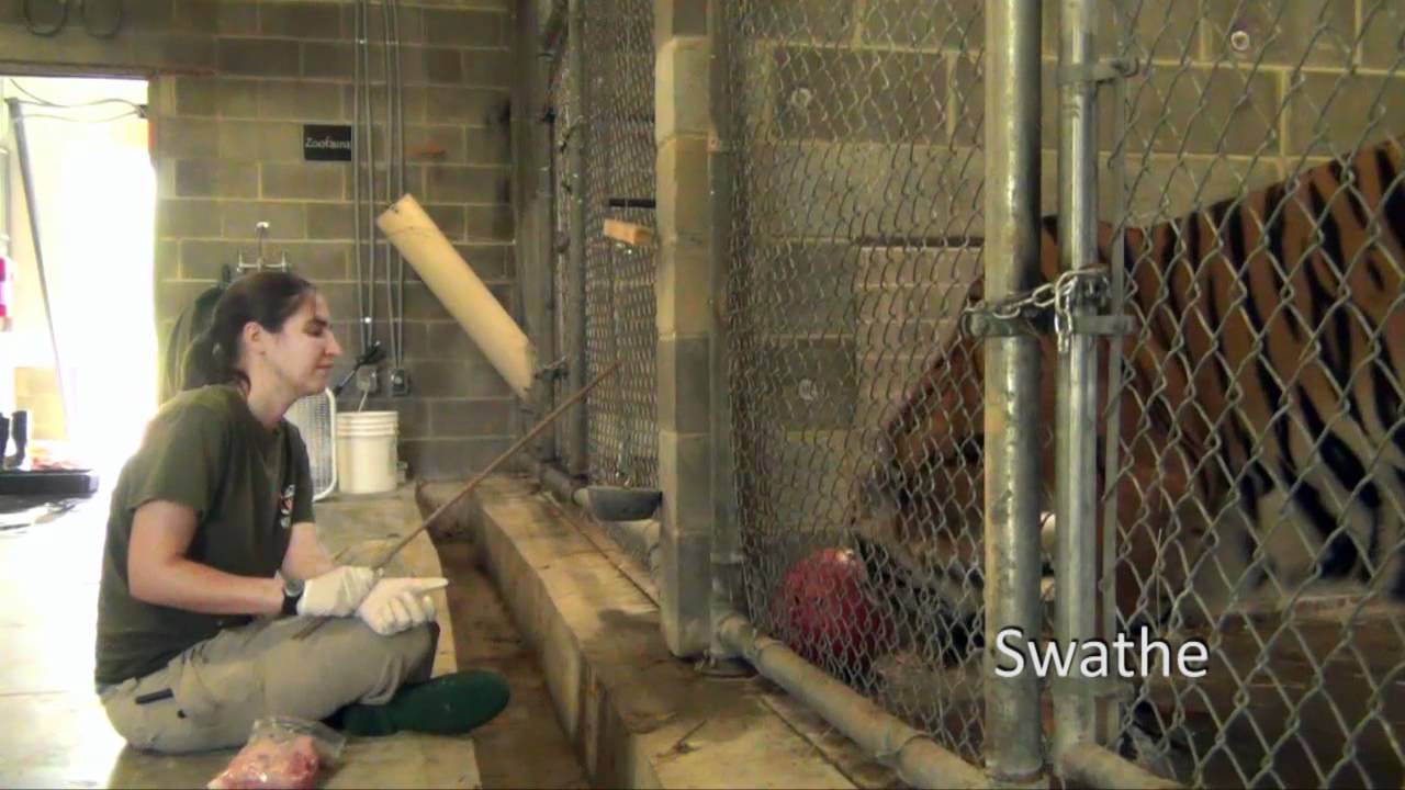 Behind the Scenes at Carolina Tiger Rescue's Karen's Keep (quarantine)