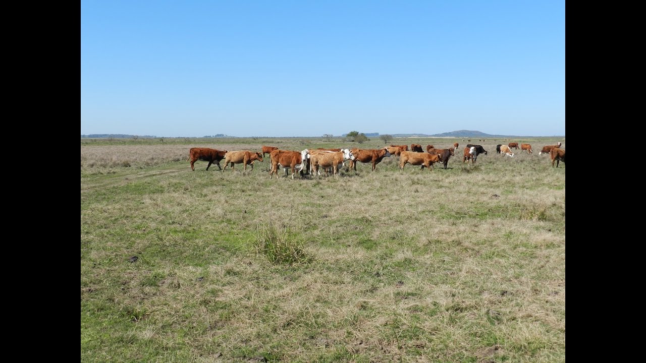 Fazenda a venda com 5.250 hectares no Uruguai departamento de Tacuarembó