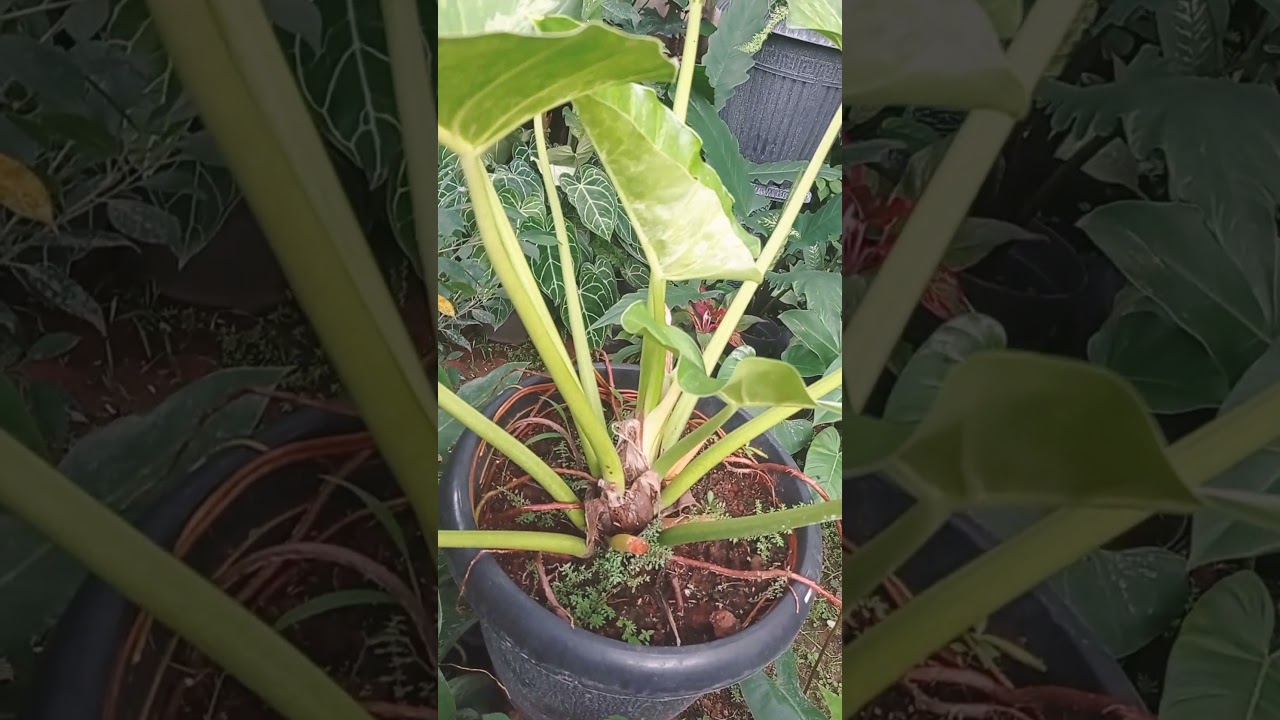 Philodendron Marble Variegata / Philo Marble Varigata Putih 