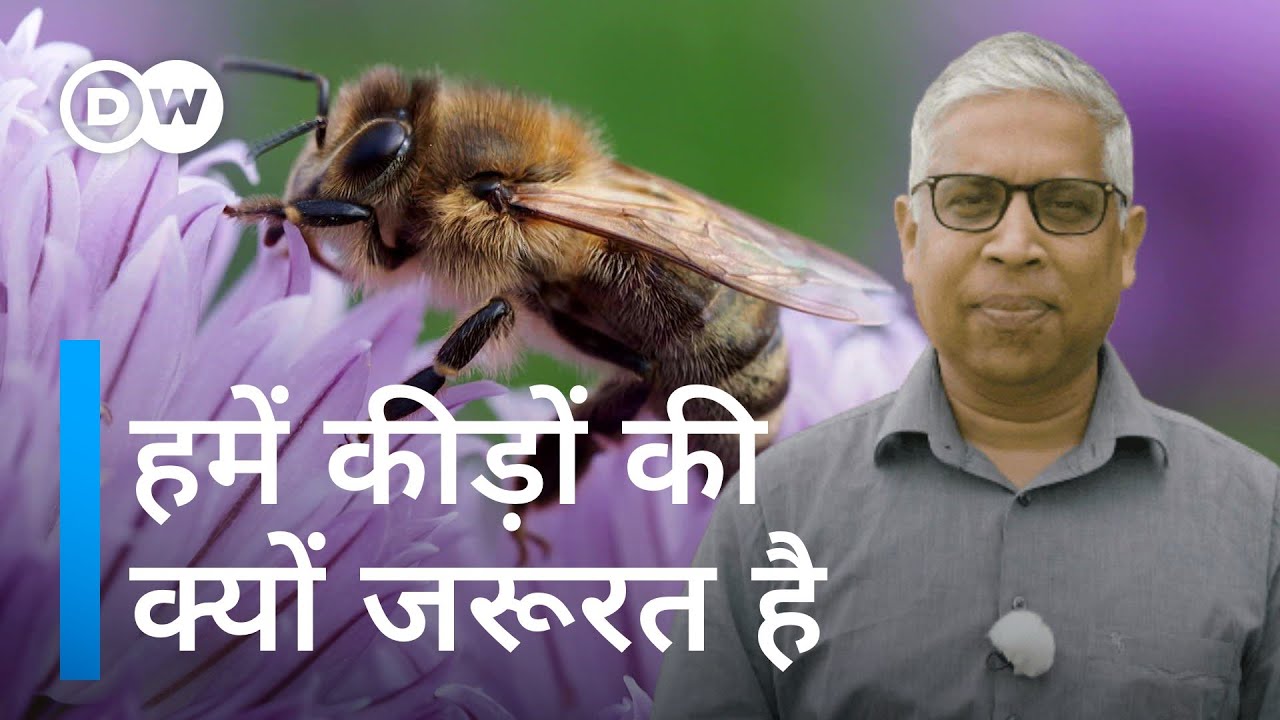 कीड़े ना हों तो भूखे मर जाएं इंसान [Why we need insects]
