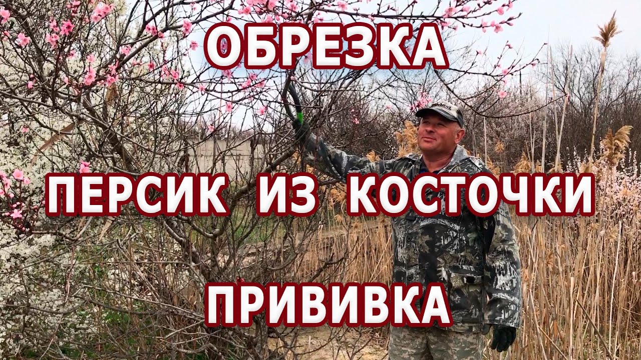 Обрезка персика из косточки / Восстановление !!!