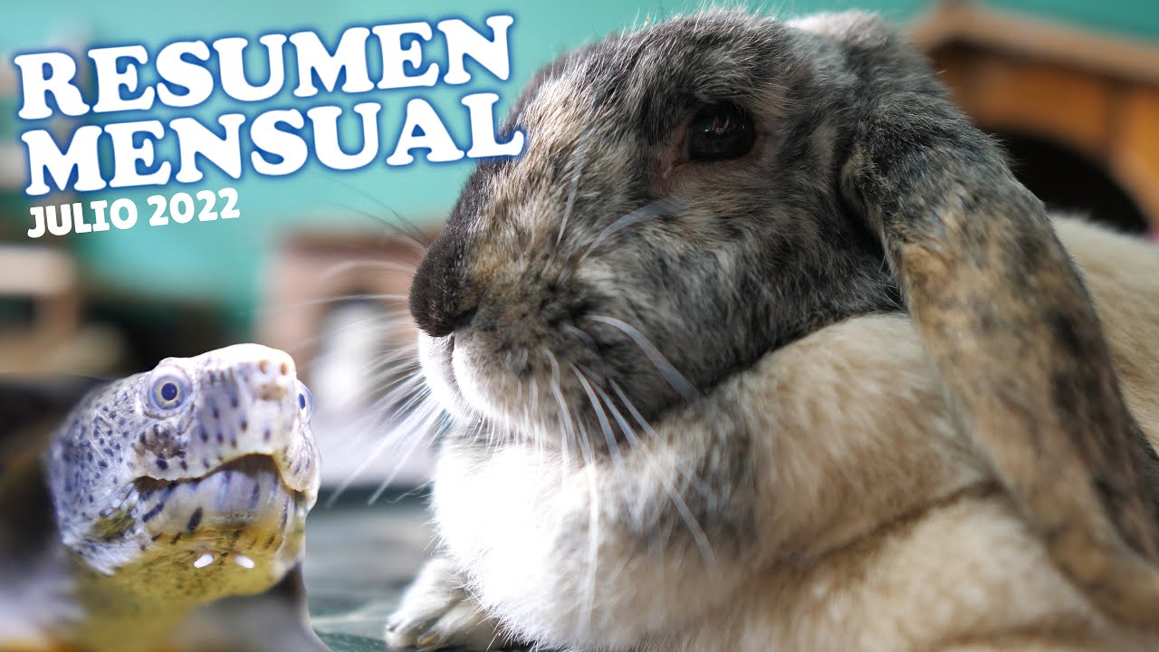 TODOS MIS ANIMALES #1 · Resumen Mensual Julio 2022