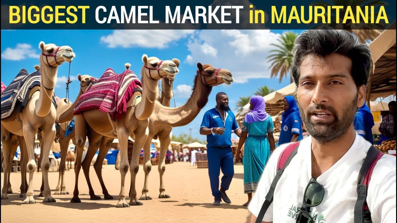 Biggest Camel Market Of Africa & Farming In Sahara Desert Mauritania