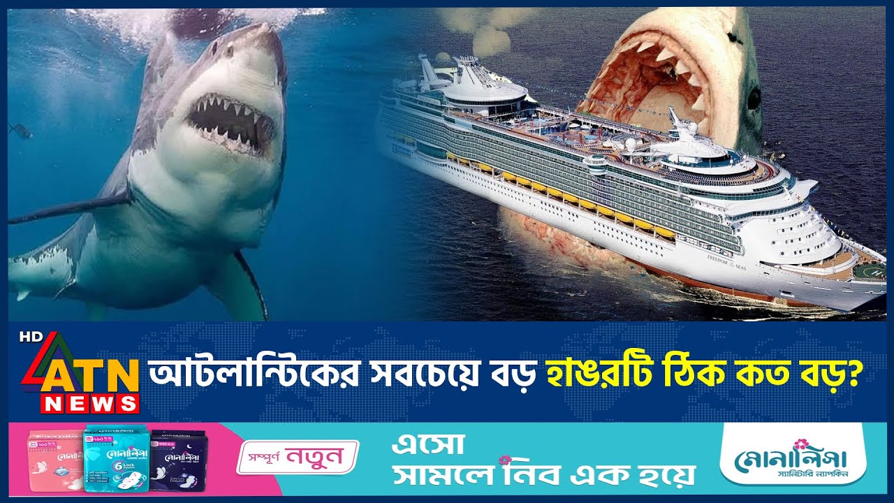 ধরা পড়লো আটলান্টিকের সবচেয়ে বড় হাঙর, ওজন কত? | Biggest Shark Capture | Atlantic Ocean | ATN News