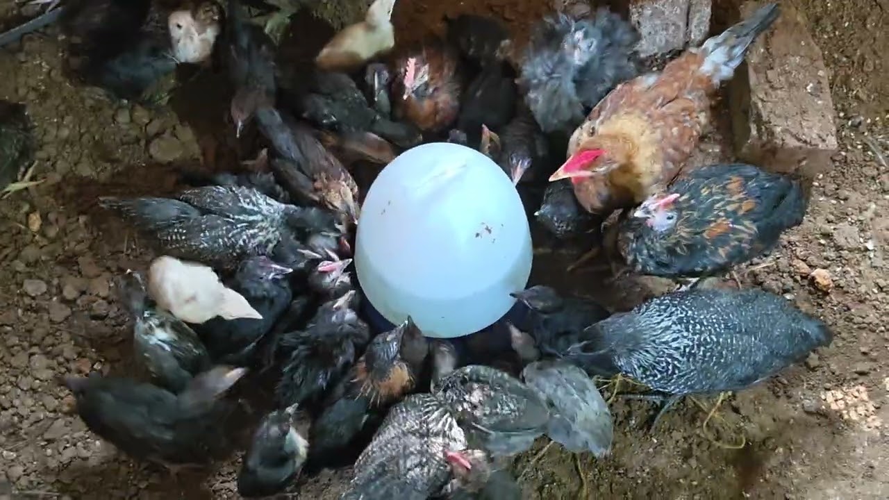 വന്നപ്പോൾ കണ്ട കാഴ്ച🐤🐤🐤