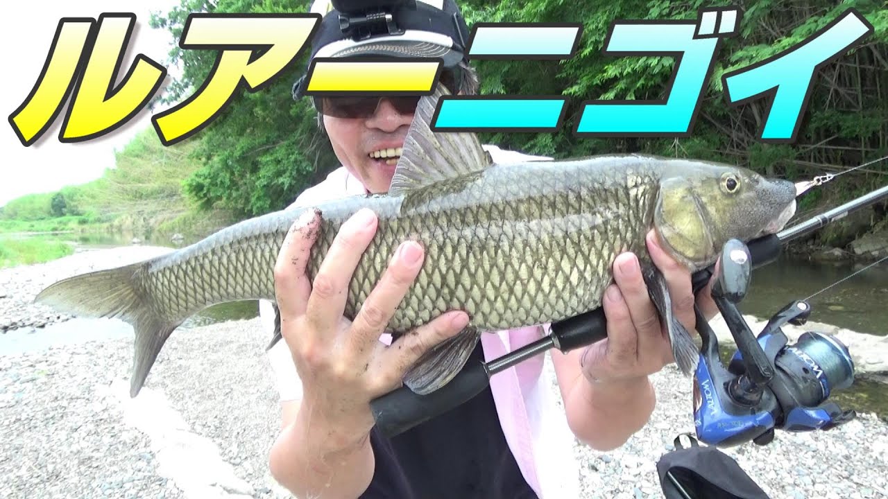 ルアーでニゴイ釣り！でかいぞ！川を釣り歩いて入れ食い爆釣！　大きいニゴイ。ルアーフィッシング。川の大物釣り。　川の小物釣り66。　小物釣り　琵琶湖　River Fishing