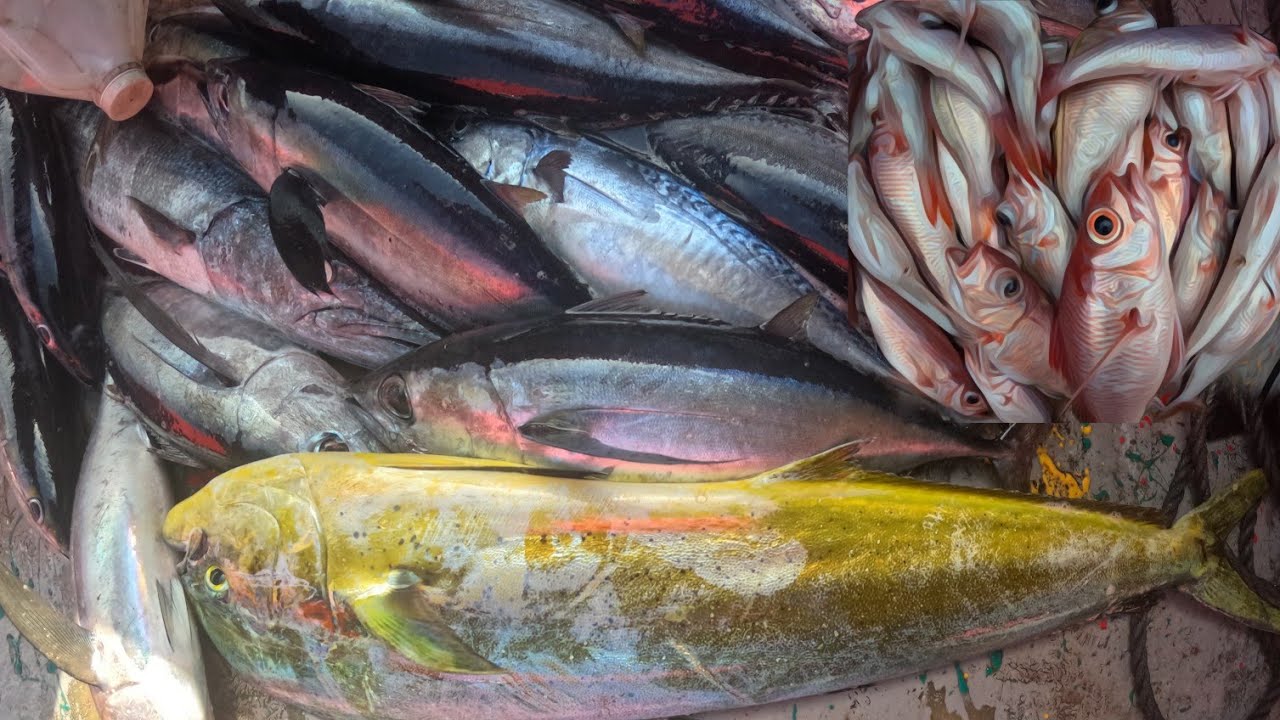 BLACKFIN TUNA FRENZY.. 1 MAN ARMY