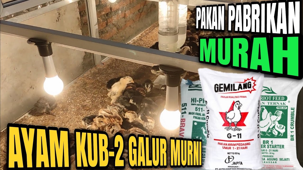 Ayam KUB-2 Galur Murni BPTP 