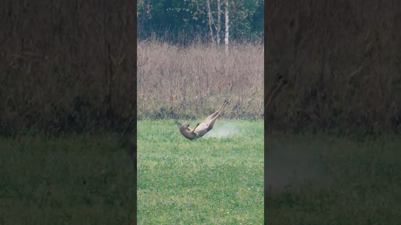 Nigdy czegoś takiego nie widziałem! 🦌 Strzał z 715 metr&oacute;w #polowanie