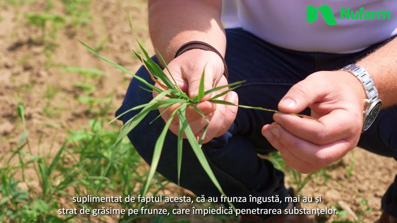 Erbicidul Fusilade Forte - beneficiile aplicării la cultura de floarea-soarelui