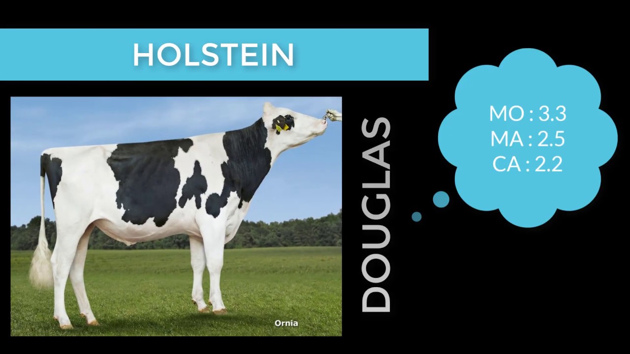 Prog&egrave;nes c'est la Holstein, mais pas que !