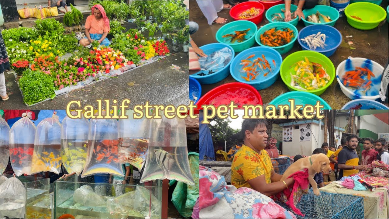 Gallif street pet market! India biggest pet market! kolkata tala hat akhne sob pabe!