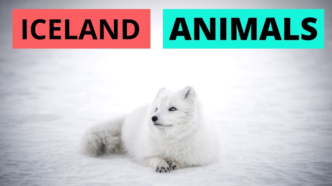 Animals + wildlife in Iceland | Where and When to find them