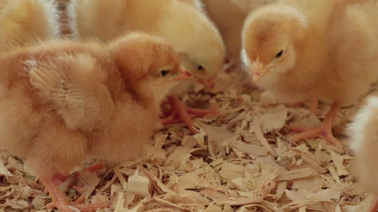 Des poulets presque morts ont été ramenés à la vie grâce à ce simple mélange de vinaigre  Les expert