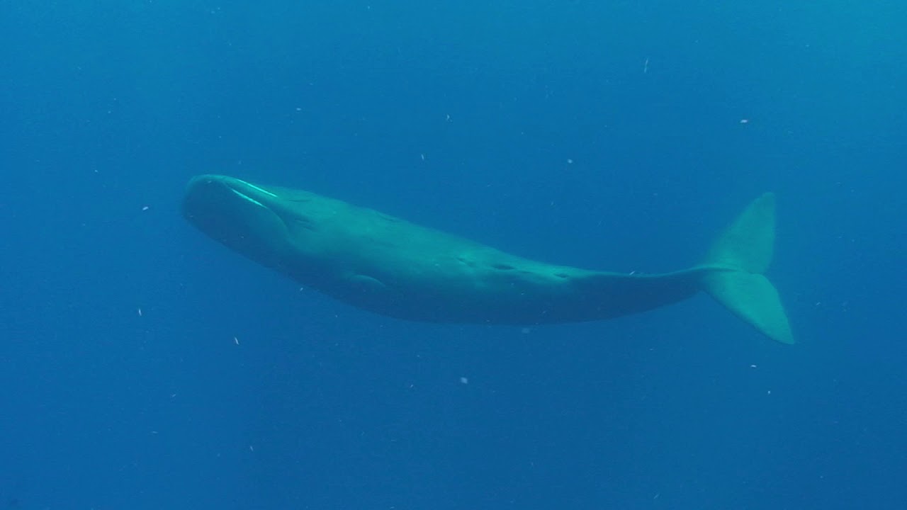Dominica Spermwhale Encounters