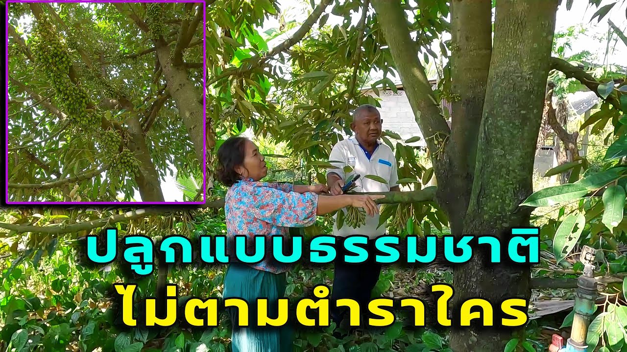 ผู้ช่วยฯ พริ้ง ปลูกทุเรียนแบบธรรมชาติ ไม่ตามตำราใคร ผลที่ได้จะเป็นอย่างนี้