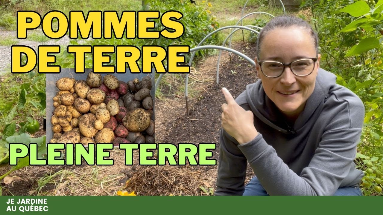 Récolte de 4 Variétés de Pommes de Terre : Méthodes et Résultats Comparés!