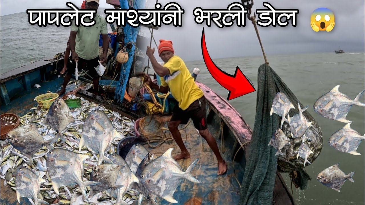 खोल समुद्रात पापलेट माश्यांनी भरून आली डोल 🐟😱#fishing #pomfret #paplet #fishinglife #fishingvideo 