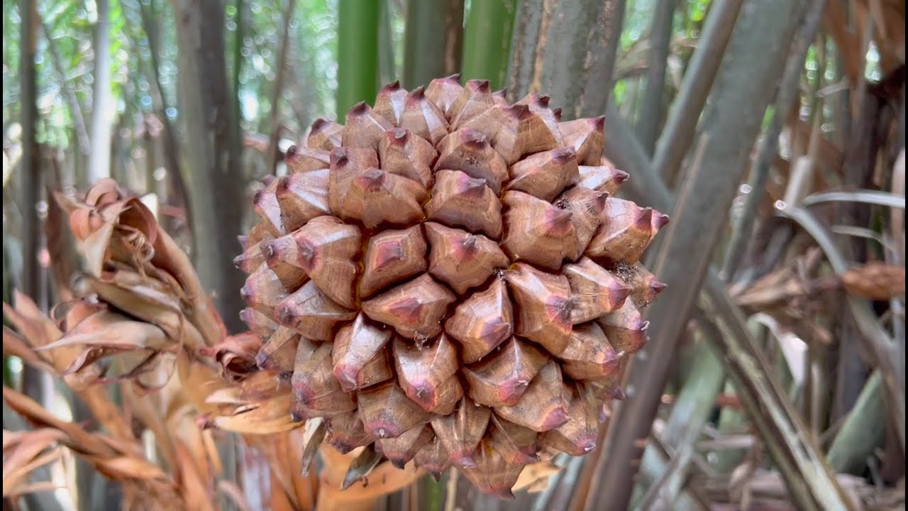THAI FOOD | this can’t be edible?! | Nakhon Si Thammarat Thailand