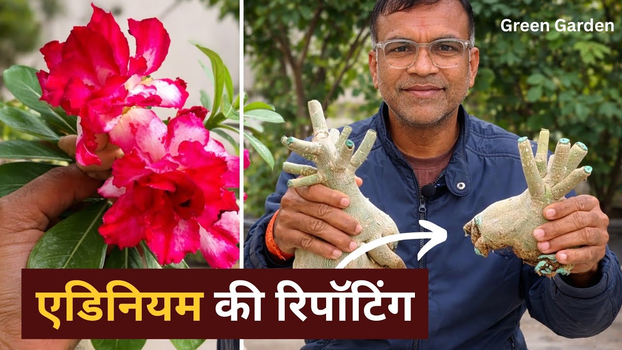Adenium Repotting में ये गलती न करें