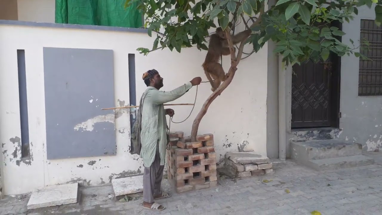 The Monkey show 4 | Bander ka khayal darkhat par | #azeemsocialvlogs #monkey #funny