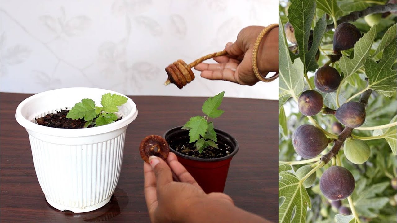 Grow Anjeer / Fig from Seeds | Dry Fruit अंजीर उगाएं घर पे आसानी से