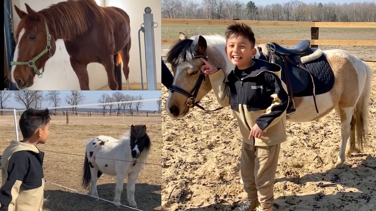Koń | Kucyk + ciekawostki o koniach😀