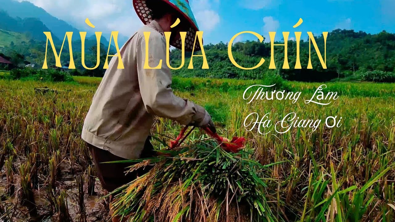 M&ugrave;a l&uacute;a ch&iacute;n. c&oacute; g&igrave; vui ?. #MuaGatLua #CanhDongLua #NguoiDanHaGiang #VungCaoHaGiang