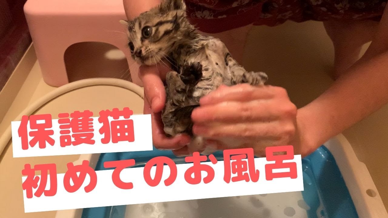 【保護猫日記】初めてのお風呂！あまりにも汚れていてびっくり…！