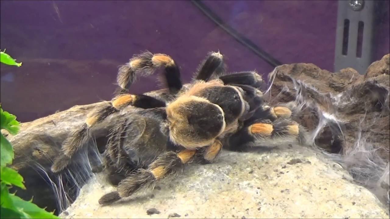 Vogelspinne (Brachypelma smithi) häutet sich  (Zeitraffer)