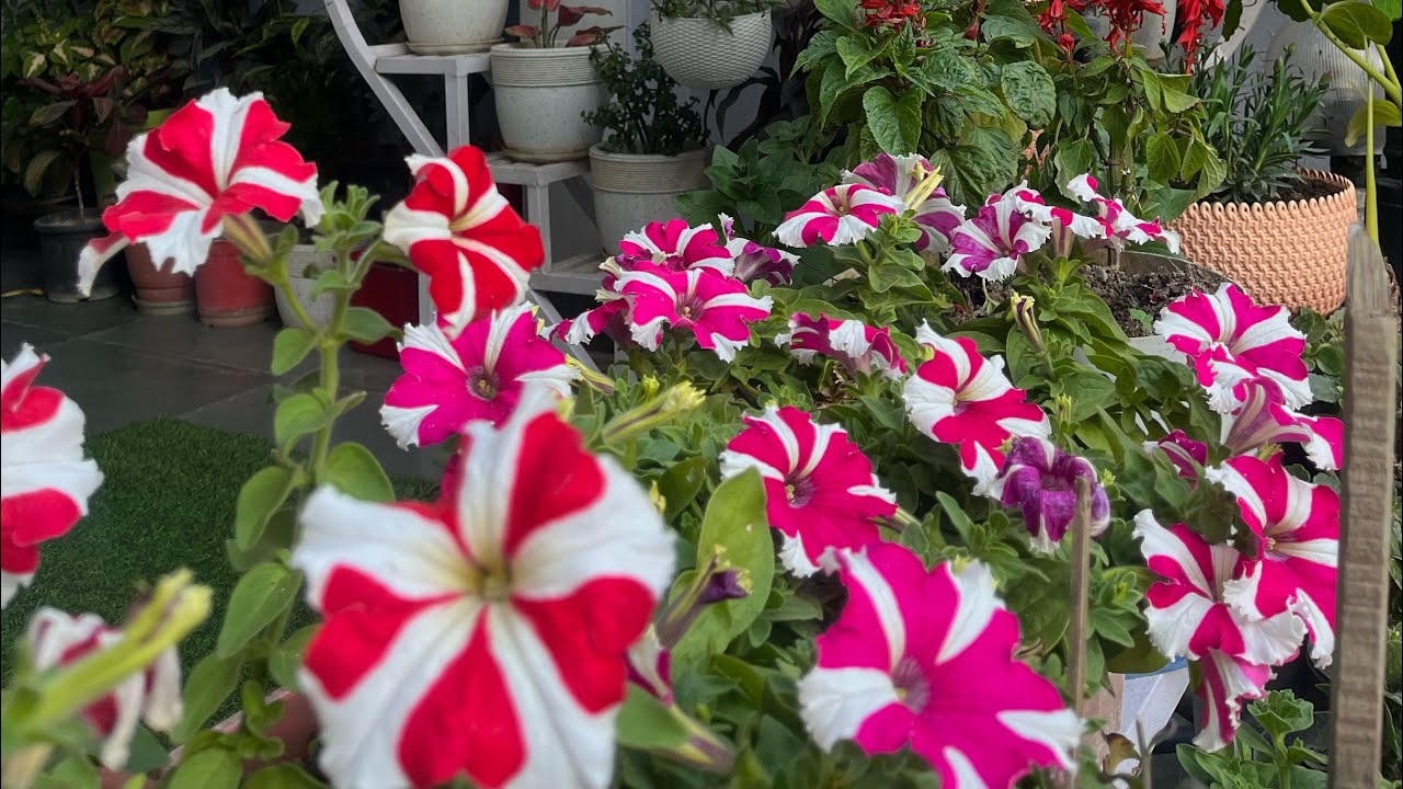 #मेरी_बगिया_का_ओवरव्यू #gardenoverview #mywork #mygardenflowers 