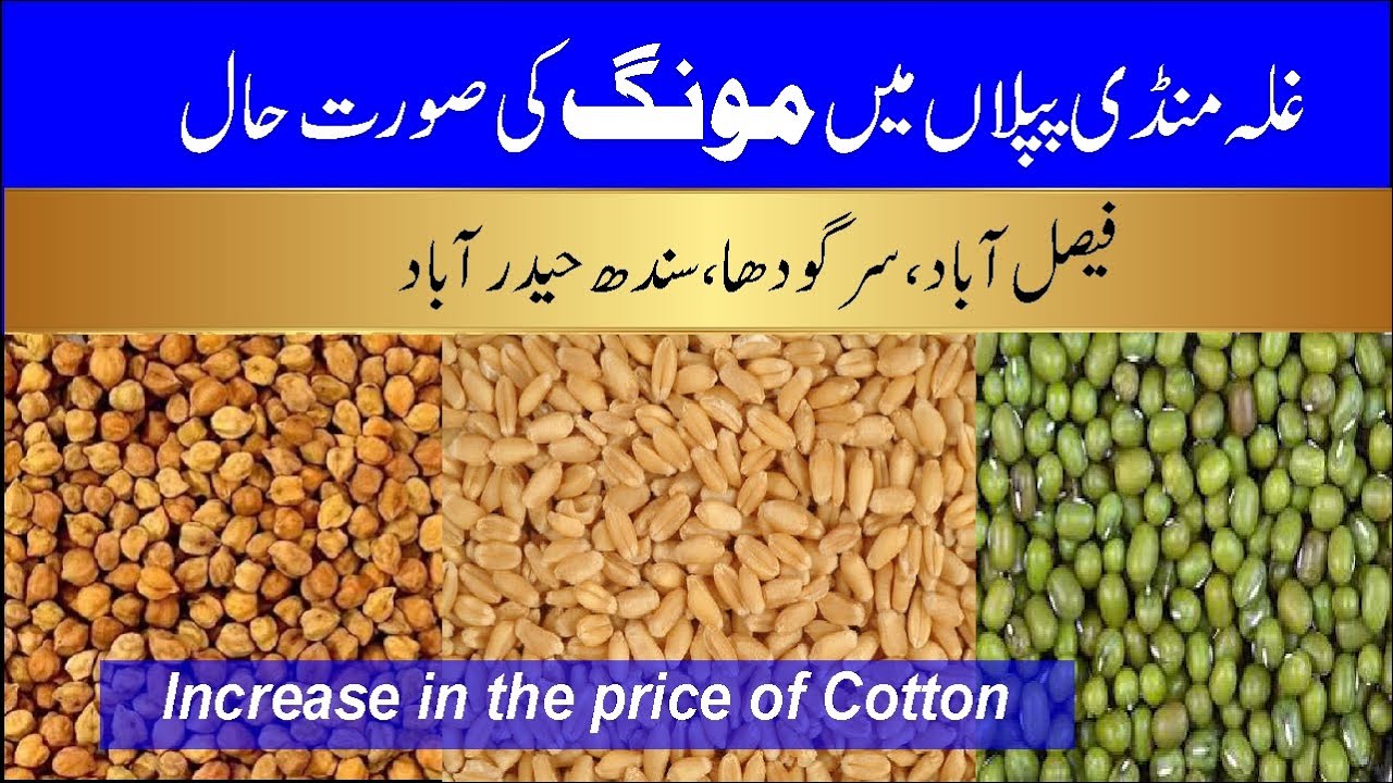 MOONG l Ghala Mandi Piplan l Wheat price Today l today cotton rate l Bashir Sandhila