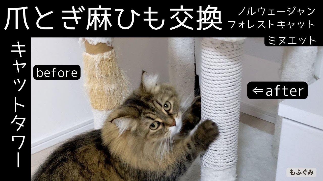 キャットタワーの爪とぎ麻ひもを自分で交換。【ミヌエット＆ノルウェージャンフォレストキャット】