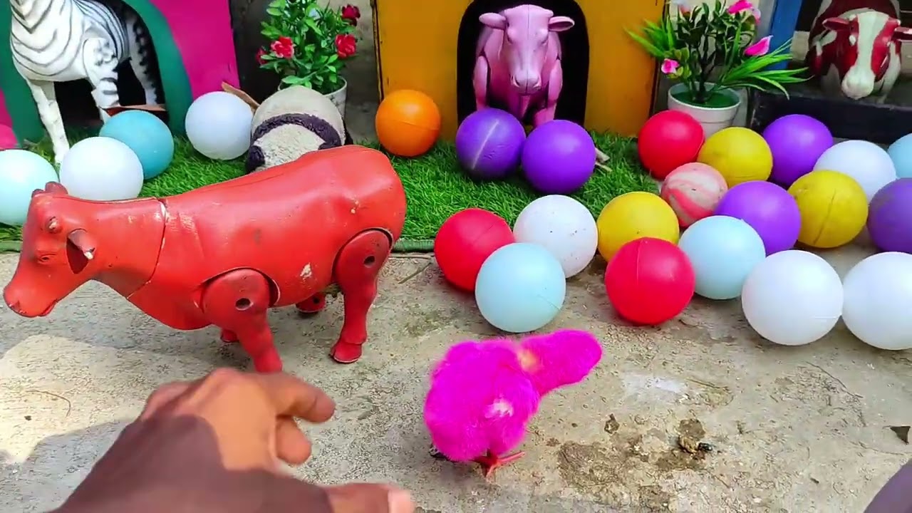 A Magical Rainbow Moment Caught on Camera!